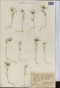 Скандикс звездчатый Banks & Sol., Средняя Азия и Казахстан, Памир и Памиро-Алай (M2) (Узбекистан)