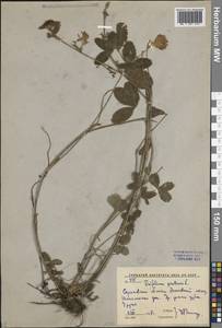 Клевер луговой L., Восточная Европа, Нижневолжский район (E9) (Россия)