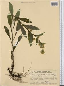 Solidago virgaurea subsp. minuta (L.) Arcang., Западная Европа (EUR) (Норвегия)