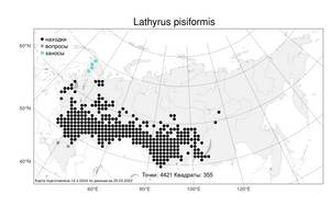 Lathyrus pisiformis, Чина гороховидная L., Атлас флоры России (FLORUS) (Россия)