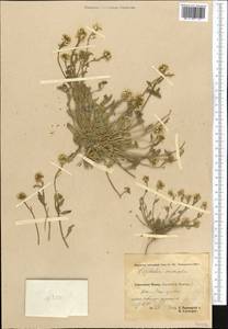 Христолея толстолистная Cambess., Средняя Азия и Казахстан, Памир и Памиро-Алай (M2) (Таджикистан)