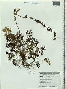 Artemisia laciniata subsp. laciniata, Сибирь, Центральная Сибирь (S3) (Россия)