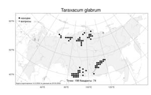 Taraxacum glabrum, Одуванчик голый DC., Атлас флоры России (FLORUS) (Россия)