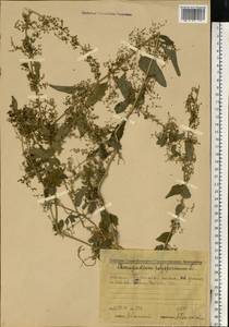 Lipandra polysperma (L.) S. Fuentes, Uotila & Borsch, Восточная Европа, Средневолжский район (E8) (Россия)
