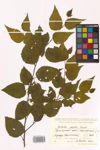 Береза ребристая Trautv., Сибирь, Дальний Восток (S6) (Россия)