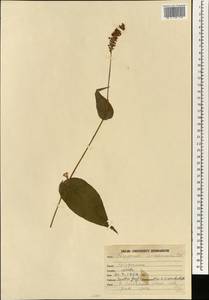 Bistorta amplexicaulis (D. Don) Greene, Зарубежная Азия (ASIA) (Индия)