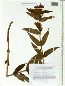Gentiana triflora subsp. japonica (Kuzn.) V.N. Voroschilov, Сибирь, Дальний Восток (S6) (Россия)