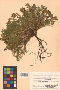 Остролодочник завернутый Ledeb., Сибирь, Чукотка и Камчатка (S7) (Россия)