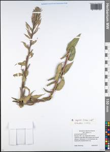 Oenothera villosa subsp. villosa, Восточная Европа, Московская область и Москва (E4a) (Россия)