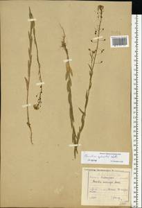 Camelina microcarpa subsp. pilosa (DC.) Jáv., Восточная Европа, Центральный район (E4) (Россия)