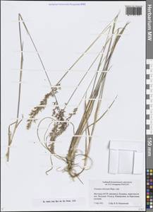 Sibirotrisetum sibiricum (Rupr.) Barberá, Сибирь, Якутия (S5) (Россия)