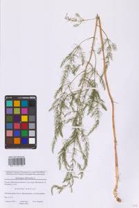 Спаржа лекарственная L., Восточная Европа, Московская область и Москва (E4a) (Россия)