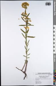 Euphorbia tommasiniana Bertol., Восточная Европа, Центральный район (E4) (Россия)