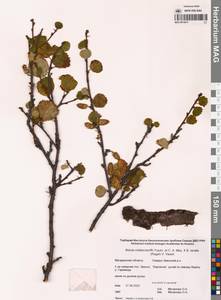 Betula middendorffii × Betula lanata, Сибирь, Чукотка и Камчатка (S7) (Россия)