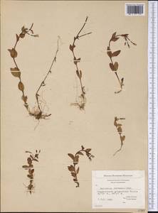Кипрей Хорнемана, Кипрей Горнемана Rchb., Америка (AMER) (Гренландия)