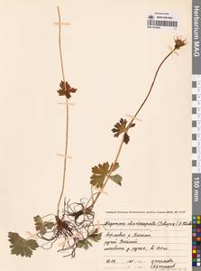 Купальница бумажночашелистиковая Schipcz., Сибирь, Чукотка и Камчатка (S7) (Россия)