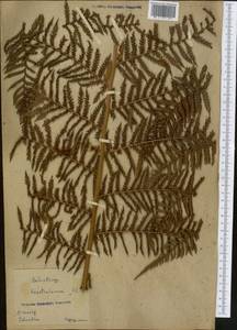 Dicksonia sellowiana (Presl) Hook., Америка (AMER) (Колумбия)