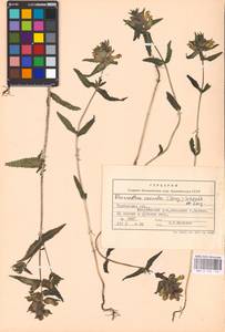 MHA 0 162 113, Rhinanthus serotinus var. vernalis (N. W. Zinger) Janch., Восточная Европа, Центральный лесостепной район (E6) (Россия)