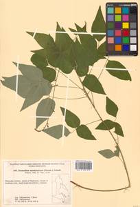 Hylodesmum podocarpum subsp. oxyphyllum (DC.) H.Ohashi & R.R.Mill, Сибирь, Дальний Восток (S6) (Россия)