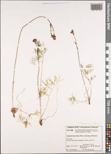 Остерикум тонколистный (Pall. ex Spreng.) Y.C.Chu, Сибирь, Центральная Сибирь (S3) (Россия)