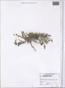 Молочай, Средняя Азия и Казахстан, Памир и Памиро-Алай (M2) (Таджикистан)