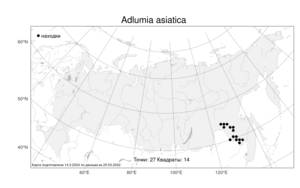 Adlumia asiatica, Адлумия азиатская Ohwi, Атлас флоры России (FLORUS) (Россия)