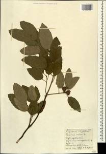 Quercus suber L., Кавказ, Абхазия (K4a) (Абхазия)