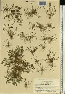 Лужница водяная L., Восточная Европа, Центральный район (E4) (Россия)