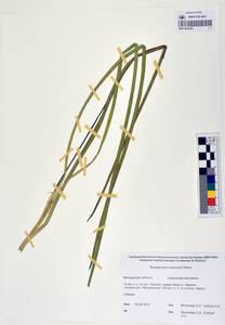 MAG 0003380, Sparganium × probatovae Tzvelev, Сибирь, Чукотка и Камчатка (S7) (Россия)