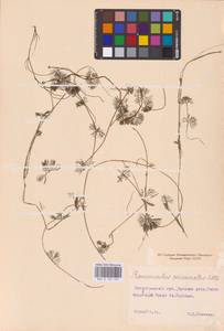 Водяной лютик завитой, Шелковник завитой Sibth., Восточная Европа, Северо-Западный район (E2) (Россия)