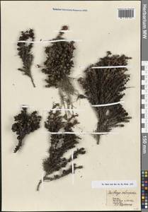 Камнеломка твердоногая Sommier & Levier, Кавказ, Ставропольский край, Карачаево-Черкесия, Кабардино-Балкария (K1b) (Россия)