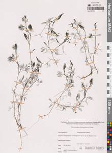 Лютик волосолистный, Шелковник волосолистный Chaix, Сибирь, Чукотка и Камчатка (S7) (Россия)