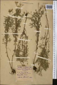 Achillea salicifolia subsp. salicifolia, Средняя Азия и Казахстан, Северный и Центральный Казахстан (M10) (Казахстан)