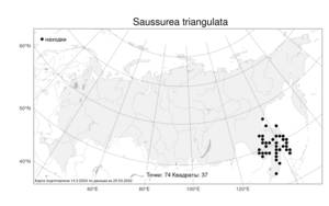 Saussurea triangulata, Соссюрея треугольная Trautv. & C. A. Mey., Атлас флоры России (FLORUS) (Россия)