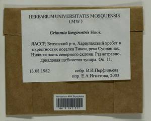 Grimmia longirostris Hook., Гербарий мохообразных, Мхи - Якутия (B19) (Россия)