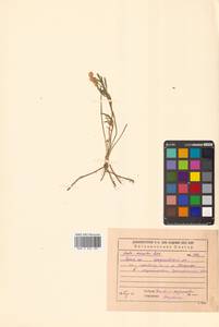 Viola multifida Willd. ex Roem. & Schult., Сибирь и Дальний Восток (без точных местонахождений) (S0) (Россия)