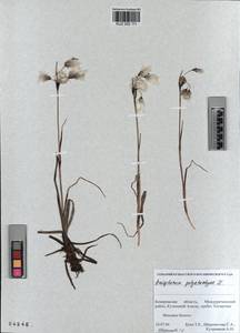KUZ 002 111, Eriophorum angustifolium subsp. angustifolium, Сибирь, Алтай и Саяны (S2) (Россия)