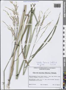 Тростянка овсяницевидная (Willd.) Link, Сибирь, Западная Сибирь (S1) (Россия)