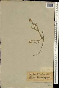 Lachnospermum fasciculatum (Thunb.) Baill., Африка (AFR) (ЮАР)