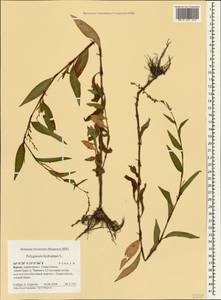 Горец перечный, Водяной перец (L.) Spach, Крым (KRYM) (Россия)