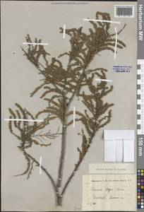 Гребенщик Мейера Boiss., Средняя Азия и Казахстан, Каракумы (M6) (Туркмения)