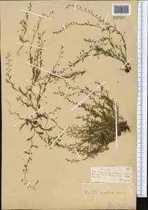 Незабудка рыхлая Lehm., Средняя Азия и Казахстан, Муюнкумы, Прибалхашье и Бетпак-Дала (M9) (Казахстан)