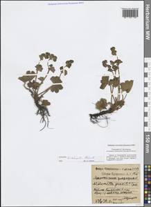 Манжетка шершавостебельная H.Lindb., Восточная Европа, Центральный район (E4) (Россия)