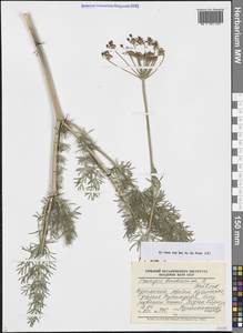 Прангос бухарский B.Fedtsch., Средняя Азия и Казахстан, Памир и Памиро-Алай (M2) (Туркмения)