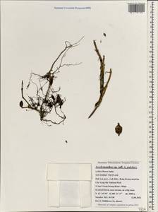 Aeschynanthus pulcher (Blume) D. Don, Зарубежная Азия (ASIA) (Вьетнам)