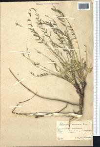 Astragalus kuschkensis Boriss., Средняя Азия и Казахстан, Каракумы (M6) (Туркмения)