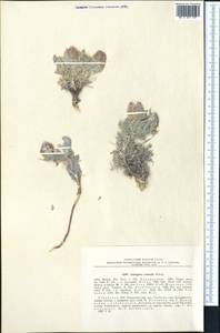 Astragalus centralis Sheld., Средняя Азия и Казахстан, Сырдарьинские пустыни и Кызылкумы (M7) (Узбекистан)