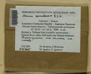 Mnium spinulosum Bruch & Schimp., Гербарий мохообразных, Мхи - Северный Кавказ и Предкавказье (B12) (Россия)