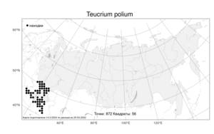 Teucrium polium, Дубровник белый, Дубровник беловойлочный L., Атлас флоры России (FLORUS) (Россия)