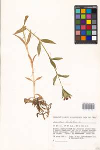 Гвоздика бородатая L., Восточная Европа, Московская область и Москва (E4a) (Россия)